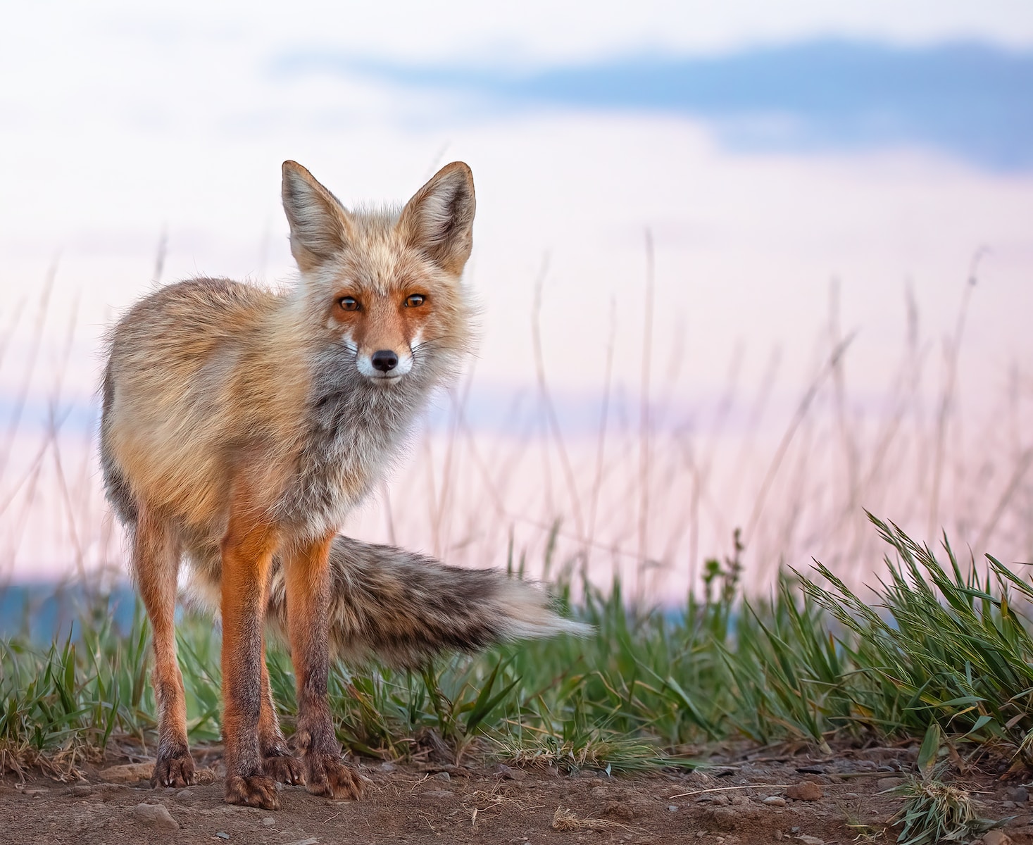 a red fox standing on top of a grass covered field